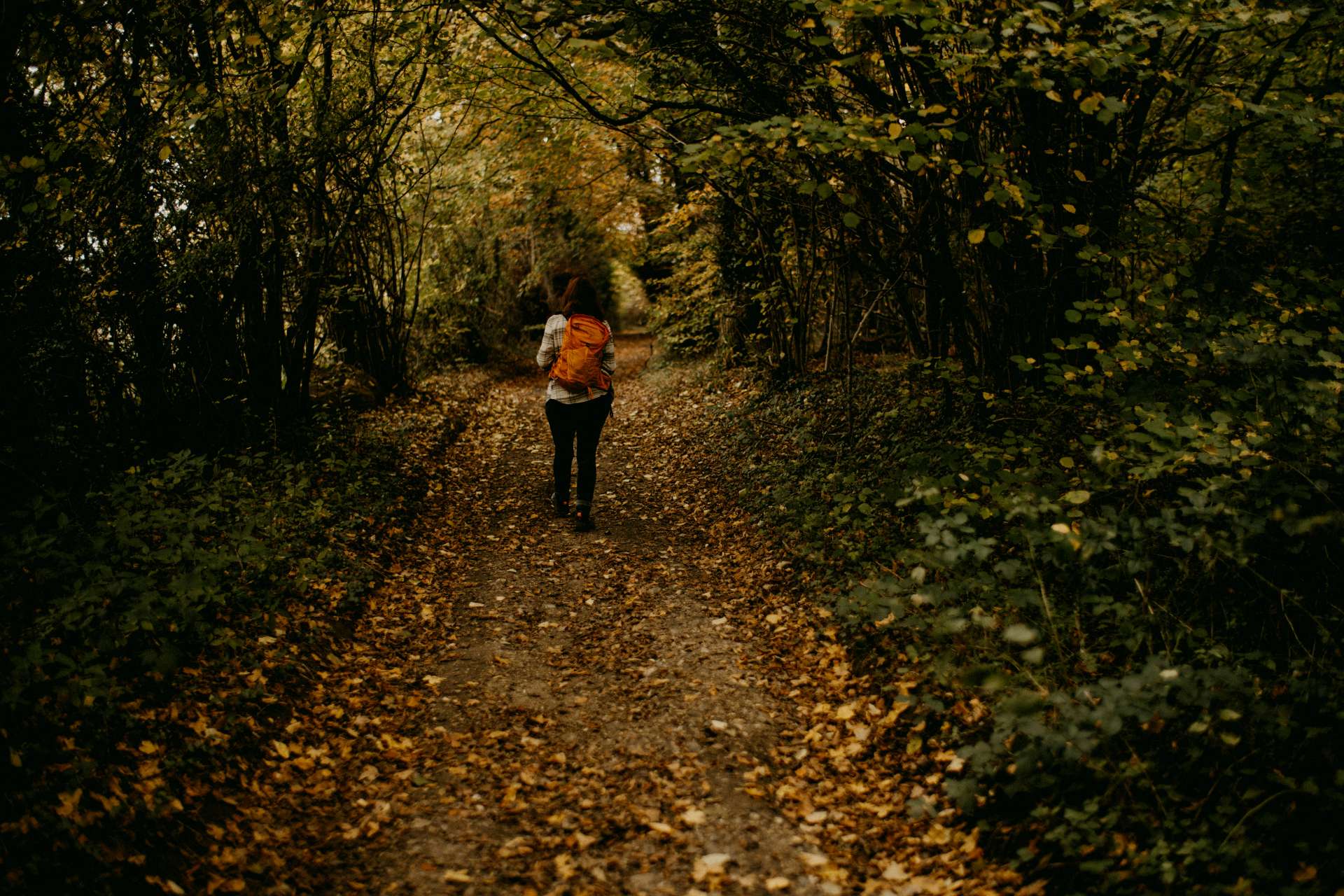 Walking through the forest