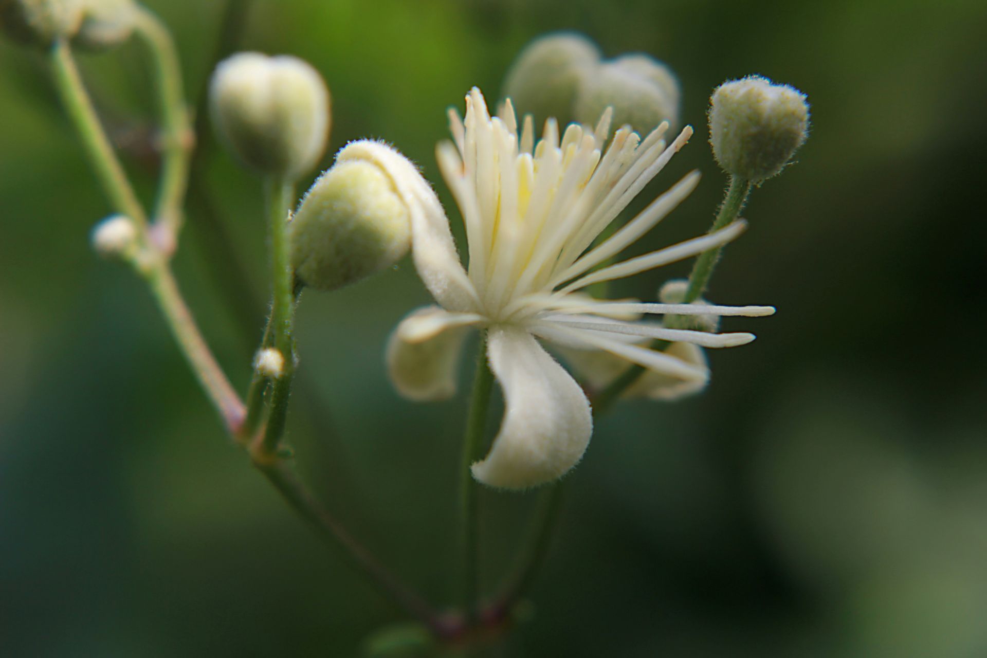 Flower on a tree