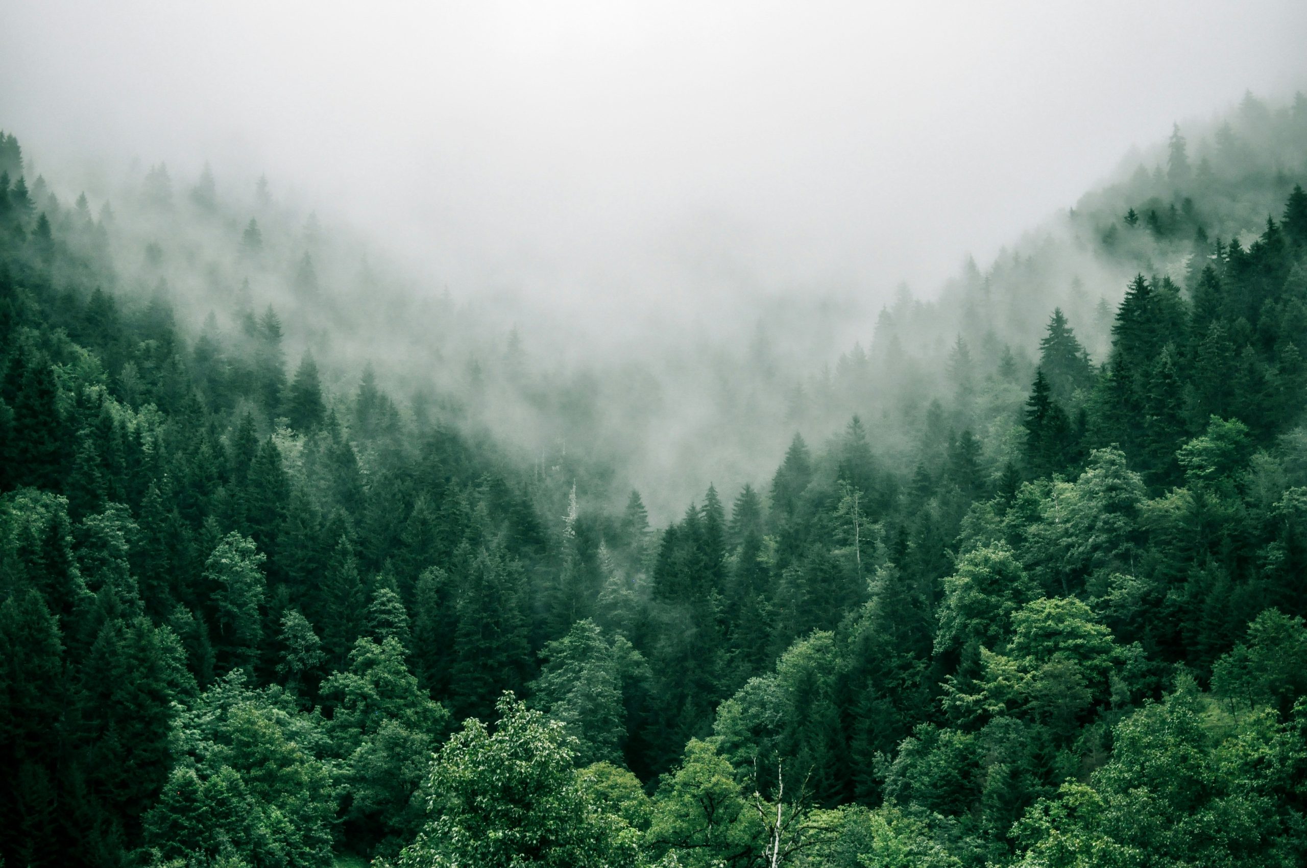 Foggy Forest